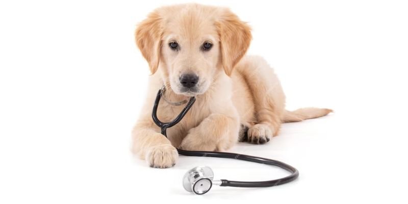 The Best Pet Insurance in USA